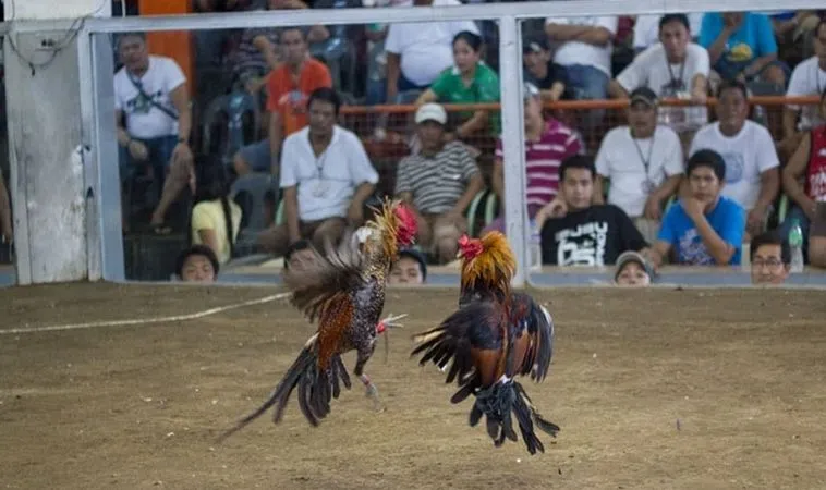 Khám Phá Đá Gà Tại 8KBet: Đấu Trường Kịch Tính Và Hấp Dẫn Nhất 2025 1 Đá Gà 8KBet thu hút đông đảo người xem