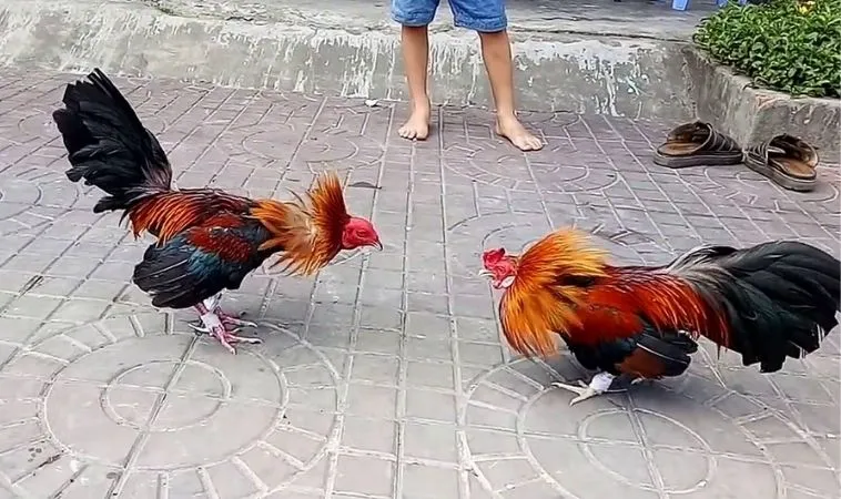 Hướng Dẫn Chơi Đá Gà GA28 Tại 8KBet Chi Tiết Và Cụ Thể Nhất 1 Đá Gà GA28 tại 8KBet