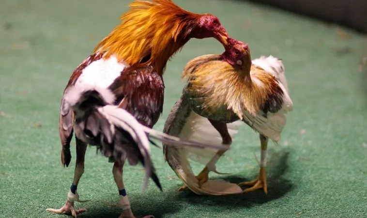 Hướng Dẫn Chơi Đá Gà WS168 Tại 8KBet Chi Tiết Nhất 2 Sảnh đá gà WS168 tại 8KBet quy tụ nhiều trận đấu hấp dẫn