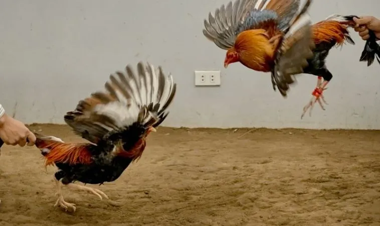 Hướng Dẫn Chơi Đá Gà GA28 Tại 8KBet Chi Tiết Và Cụ Thể Nhất 2 Trận đấu Đá Gà GA28 hấp dẫn tại 8KBet