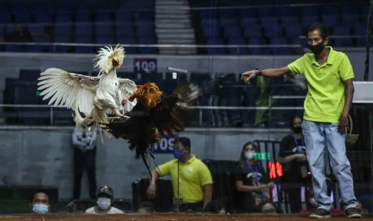 Hướng Dẫn Chơi Đá Gà WS168 Tại 8KBet Chi Tiết Nhất 1 đá gà WS168 tại 8KBet